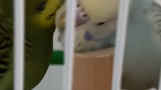 Parakeet Love