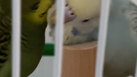 Parakeet Love