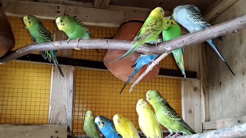 Australian Budgies Parrot Breeding Tips - Budgies Parrot Colony Cage Setup -Budgies Bird Food Listp