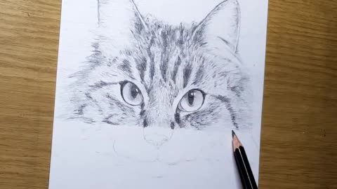 Drawing my Cat Like a Printer