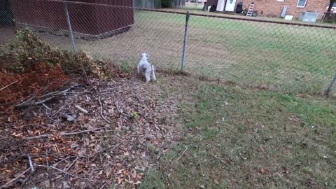 Miniature Schnauzer Runs Out of the House in Attack Mode! .but in the end he's j
