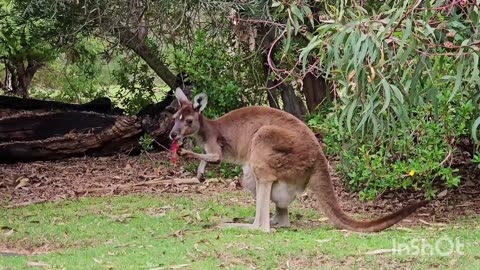 Kangaroo kids(joeys) at Brookefield Zoo
