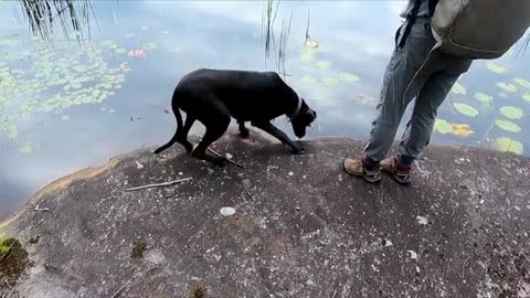 Great Dane puppy trembles over duck feather at water's edge