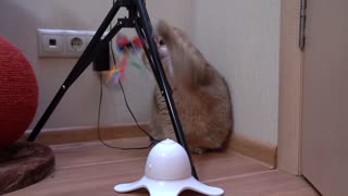 Hosico vs. Butterfly!