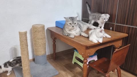 Kittens attack serious daddy cat
