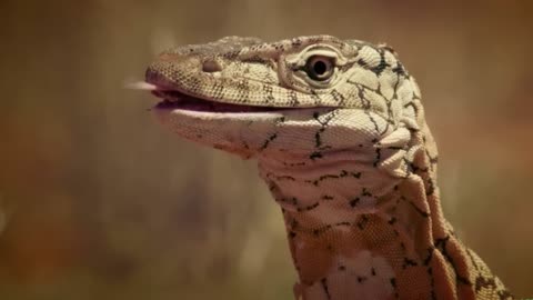 Monster Lizard Hunts Kangaroo | Animal Ethics