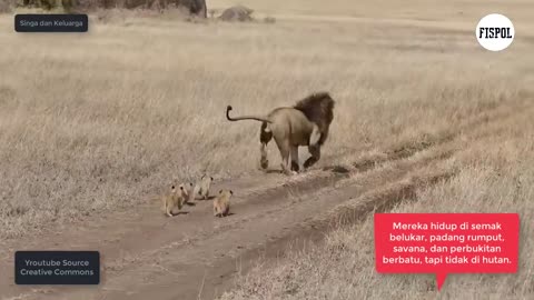 A FAMILY OF LIONS AND THEIR SMALL CUBBS MOVING!