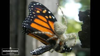 ARANEUS CAVATICUS