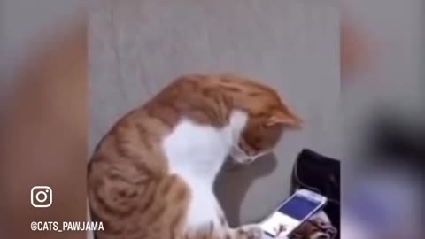 Cat get emotional for her owner