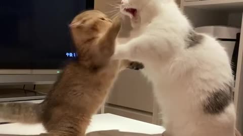 My both cat are fight together 😂