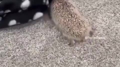 Hedgehog woke up and chose violence 😂😂