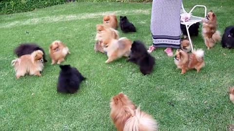 Pomeranian Toy Pom puppies and dogs