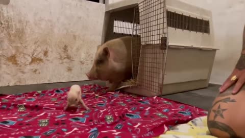 Rescued Mama Pig & Baby Piglet Talking to Each Other