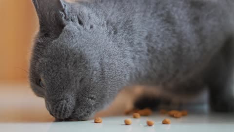 Cute English short cats eat cat food