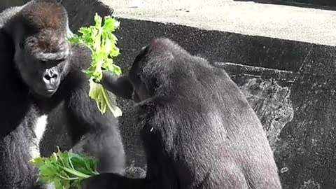 Gorilla gives Silverback her food 🥰🥰