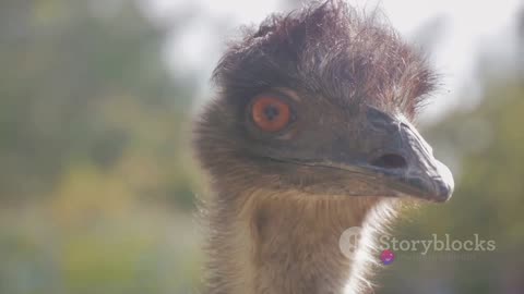 The Great Emu War: When Australia Declared War on Flightless Birds