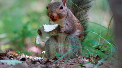 Awesome animal cute squirrel 🐿️