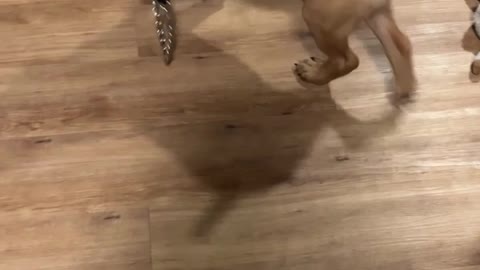 Puppy Wants to Walk Himself