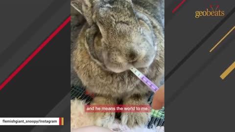 Senior bunny is having existential crisis
