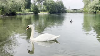 Would you like to walk in beautiful nature with beautiful swans for a few minutes?