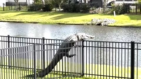 Alligator Caught Struggling to Climb Over Fence