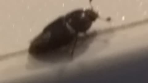 Anyone know what bug this is?