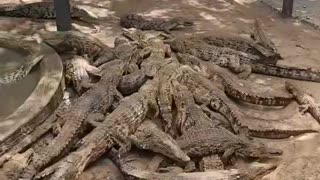 Crocodile Feeding! #shorts #crocs #animalshorts