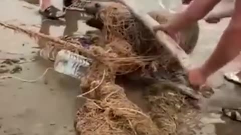 People heroically save sea lion tangled in fishing net.