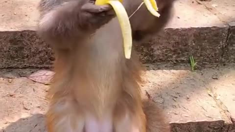 A Cute Animal - A Delightful Rumble Video