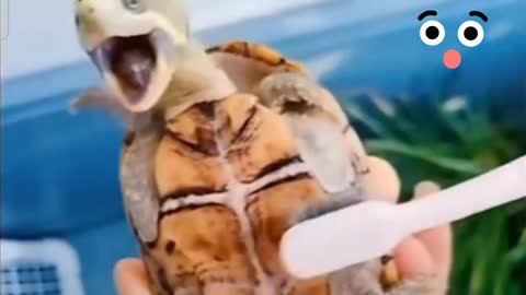 Baby Turtle laughing