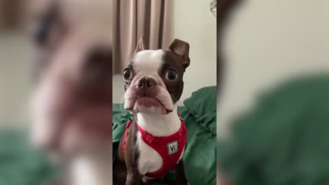 Which One Of These Boston Terriers Is The Craziest?