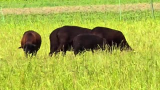 Beautiful sheep in a pasture / beautiful animals in a meadow.