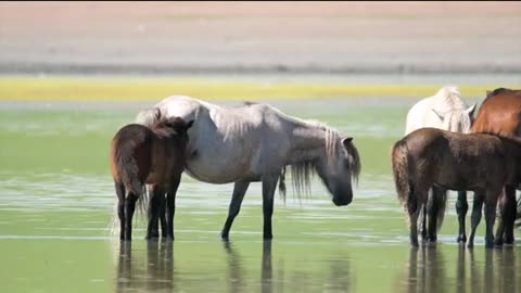 Beautiful horses video || 4K Quality Animal Videos