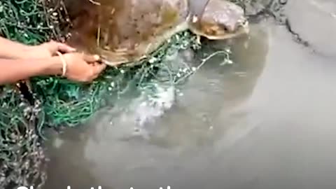 Animals Trapped In Fishing Nets Get Rescued Just In Time | The Dodo