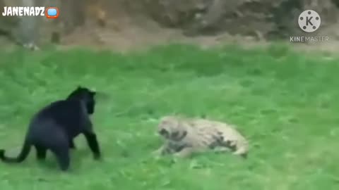 Animal wild fight- Amazing