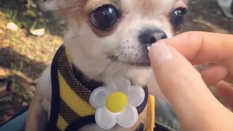 Adorable chihuahua feeding time