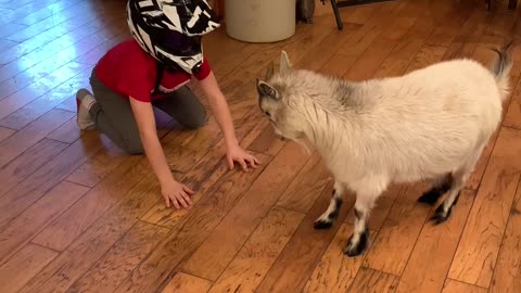 Billy Goat and Child Headbutt Each Other