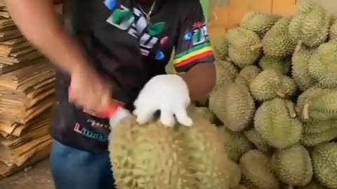 GIANT DURIAN FRUIT