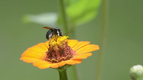 Mason Bees: Efficient Pollinators for Zinnias