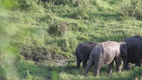 Amazing elephants