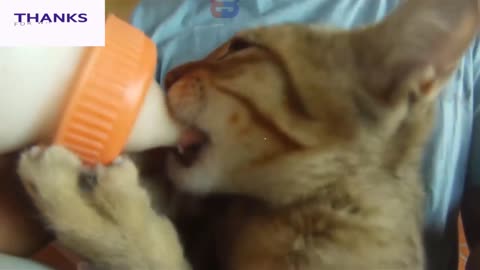 Funny Monkey Kiss with Cat