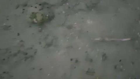 Funny little crab attack