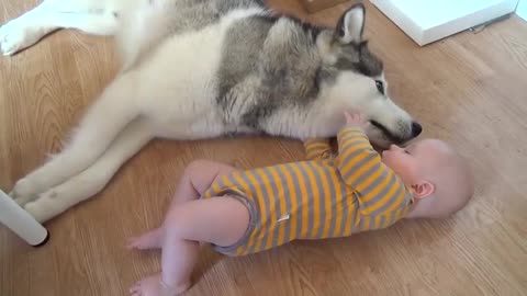 Husky looking after baby
