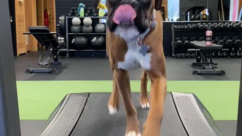 Happy Doggy Enjoying Some Indoor Exercise