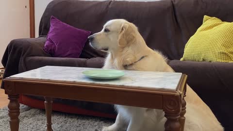 Golden Retriever Left Alone with Food