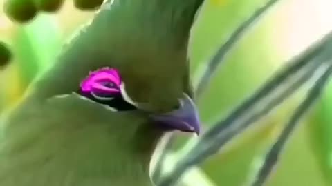 Beauty full birds