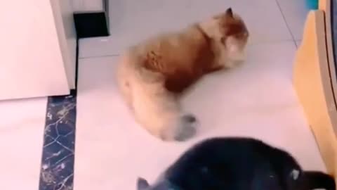 Cat fight 👑 😍 🐱💥🐱🎇#animals #funnyvideo #shorts #watch