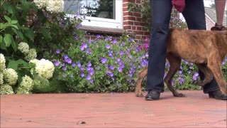 4 months old puppy shows tricks