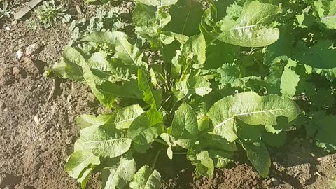 Horseradish needs a year to grow!