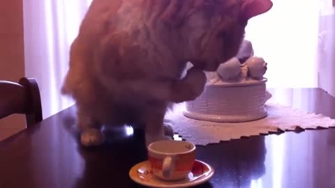 Funny Cat Drinking a cup of Coffee.